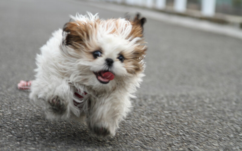 Fluffy Puppy Running