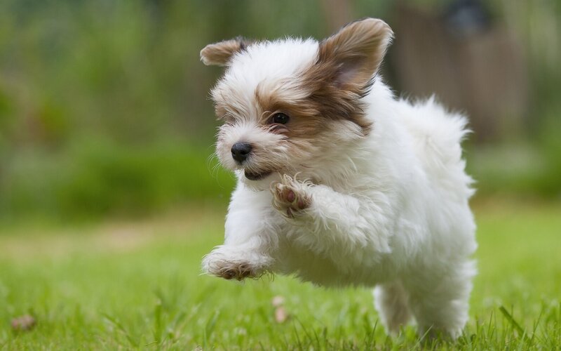 Fluffy Puppy Running — White
