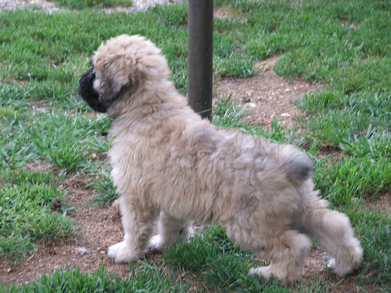 Fluffy Puppy Standing
