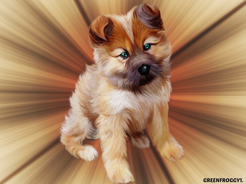 Fluffy Puppy