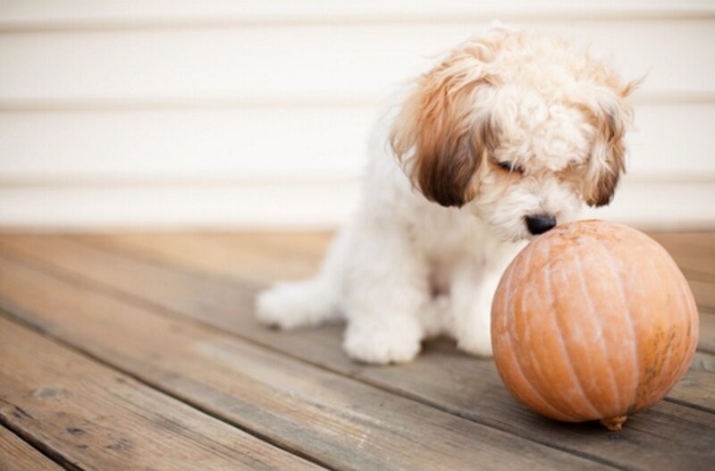 Fluffy Puppy with Pumpkin