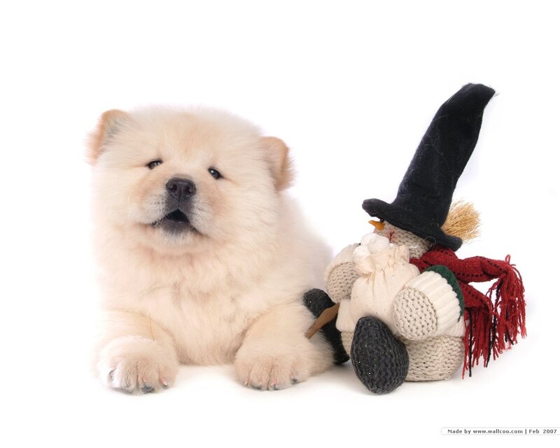 fluffy puppy with toy