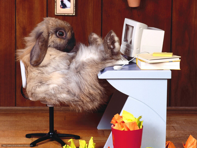 Fluffy Rabbit at Desk — Brown, Humorous, Photograph, Computer