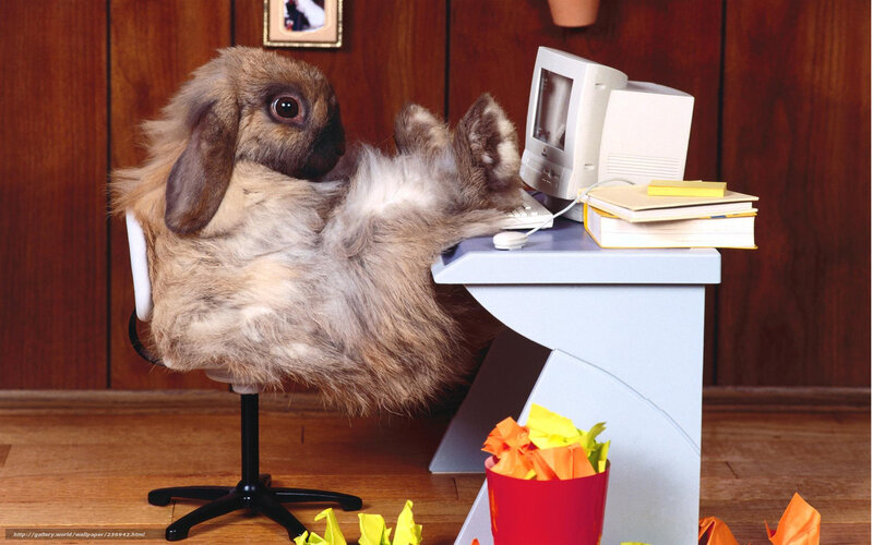 Fluffy Rabbit at Desk — Brown, Humorous, Photograph