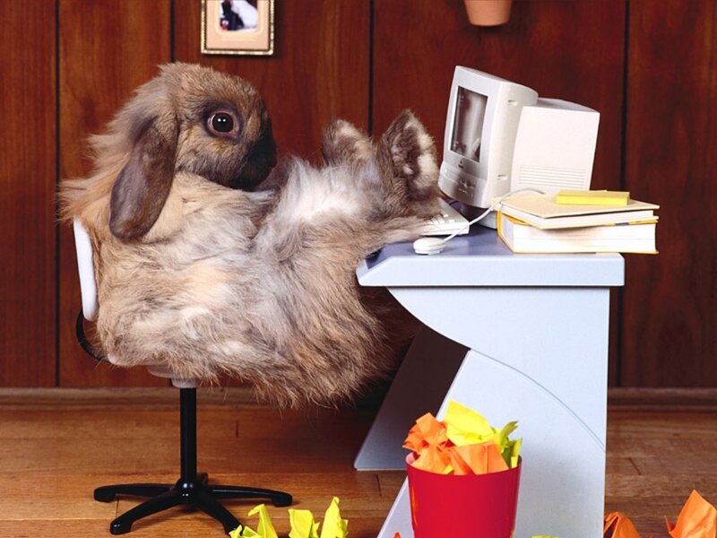 Fluffy Rabbit at Desk — Brown, Humorous