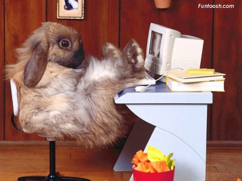 Fluffy Rabbit at Desk — Brown