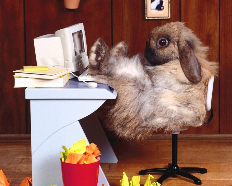 Fluffy Rabbit at Desk — Humorous