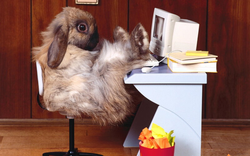 Fluffy Rabbit at Desk