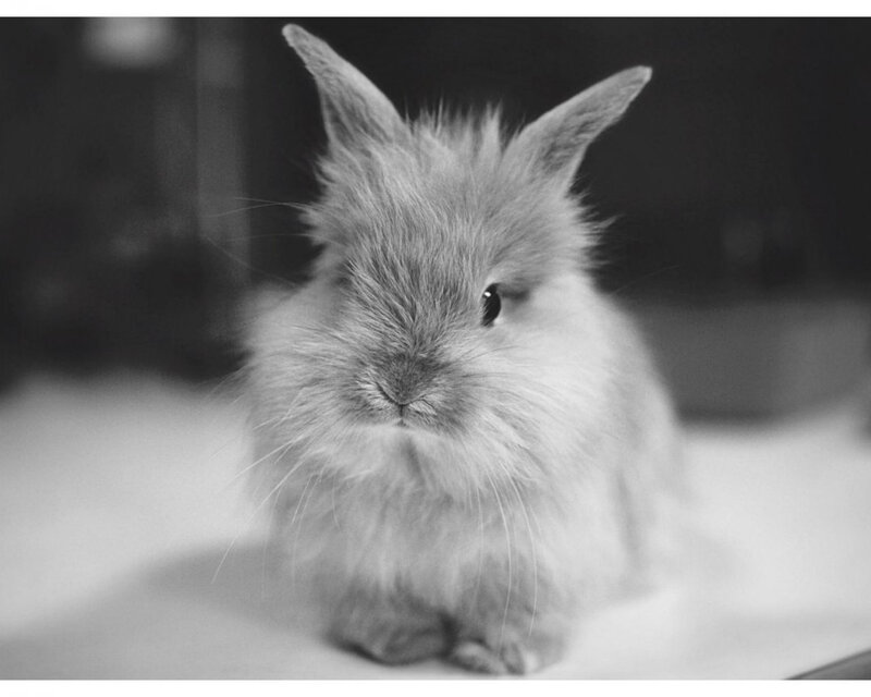 Fluffy Rabbit — Black, Calm