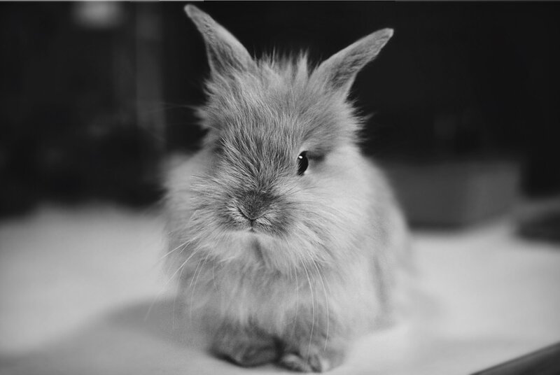 Fluffy Rabbit — Black