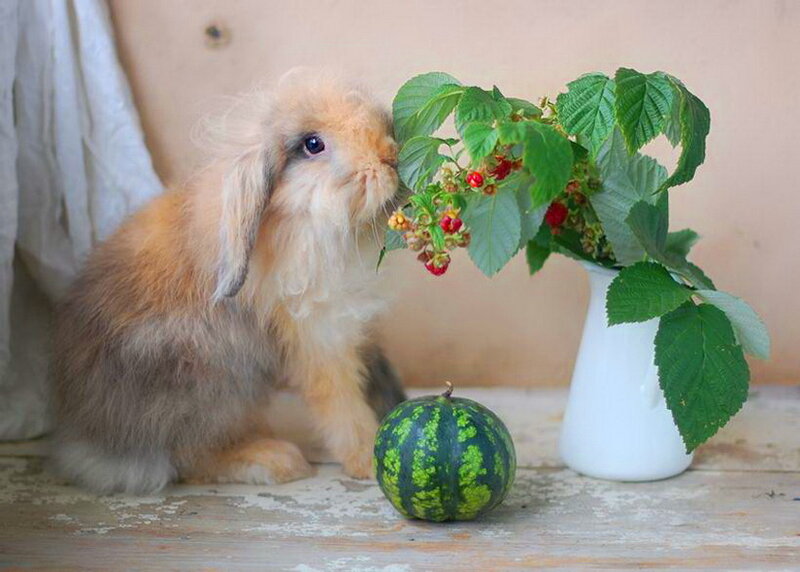 Fluffy Rabbit Eating Berries