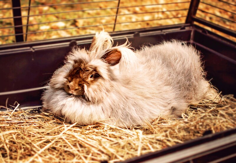 fluffy rabbit in a cage