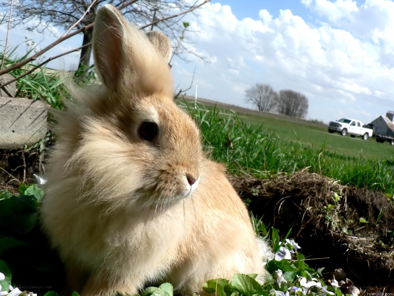 Fluffy rabbit in a field