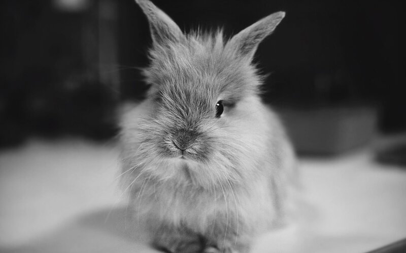Fluffy Rabbit in Black and White