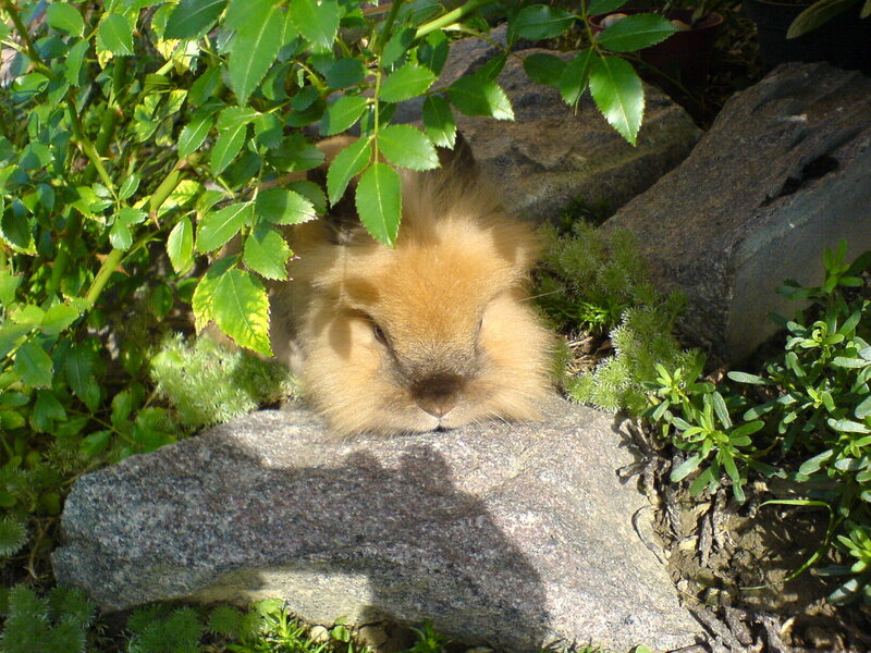 fluffy rabbit in garden