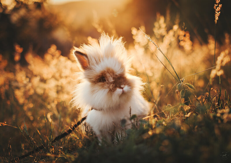 Fluffy Rabbit in Grass