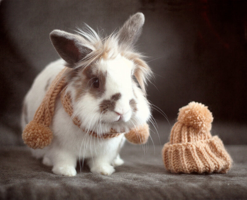Fluffy Rabbit in Scarf