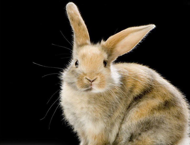 fluffy rabbit on black background