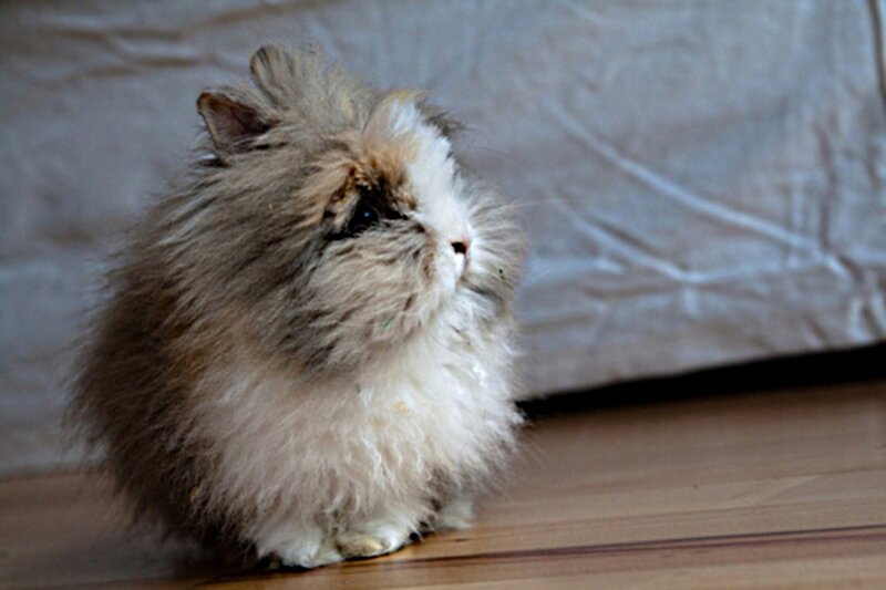 Fluffy Rabbit on Floor