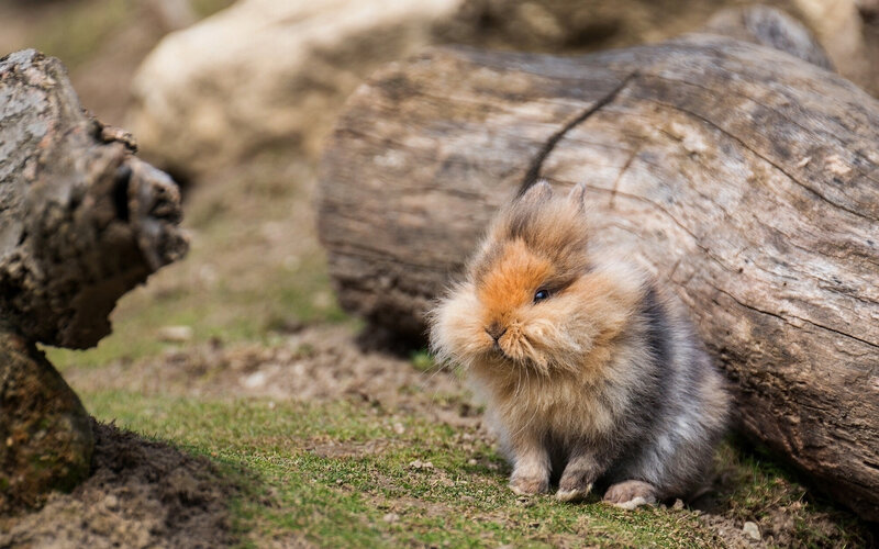 Fluffy Rabbit on Grass