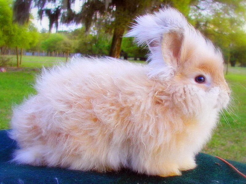 Fluffy Rabbit on Green Surface
