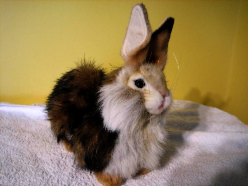 fluffy rabbit on towel