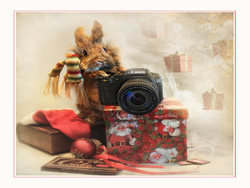 Fluffy Rabbit with Camera