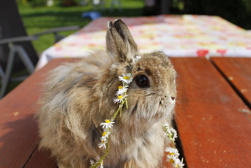 fluffy rabbit with daisy crown