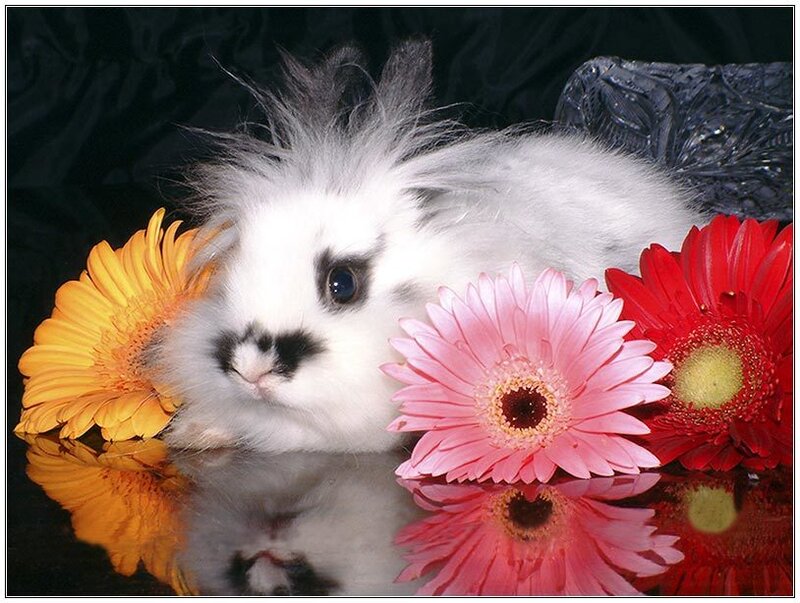 fluffy rabbit with flowers