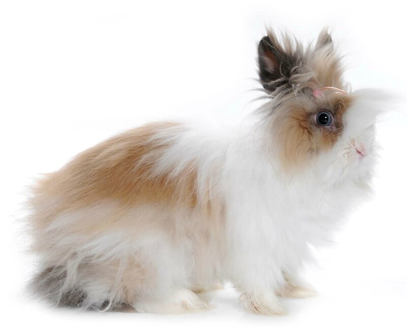Fluffy Rabbit with Pink Bow