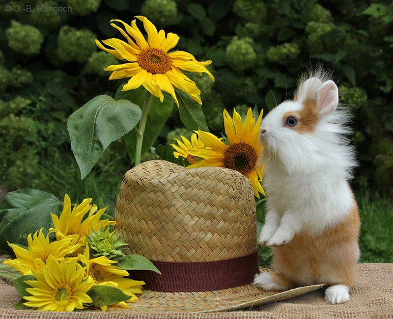 Fluffy Rabbit with Sunflowers