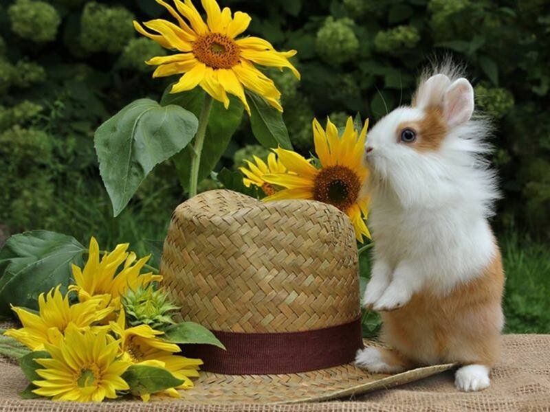 Fluffy Rabbit with Sunflowers — Yellow, Serene