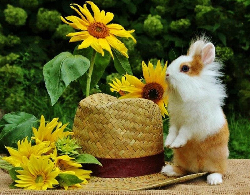 Fluffy Rabbit with Sunflowers — Yellow
