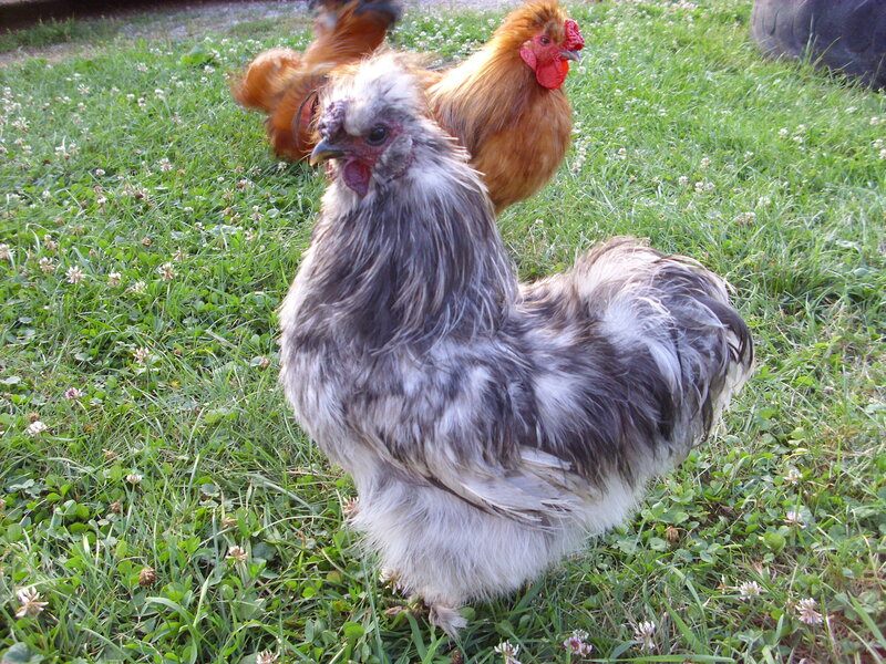 Fluffy Rooster in Grass
