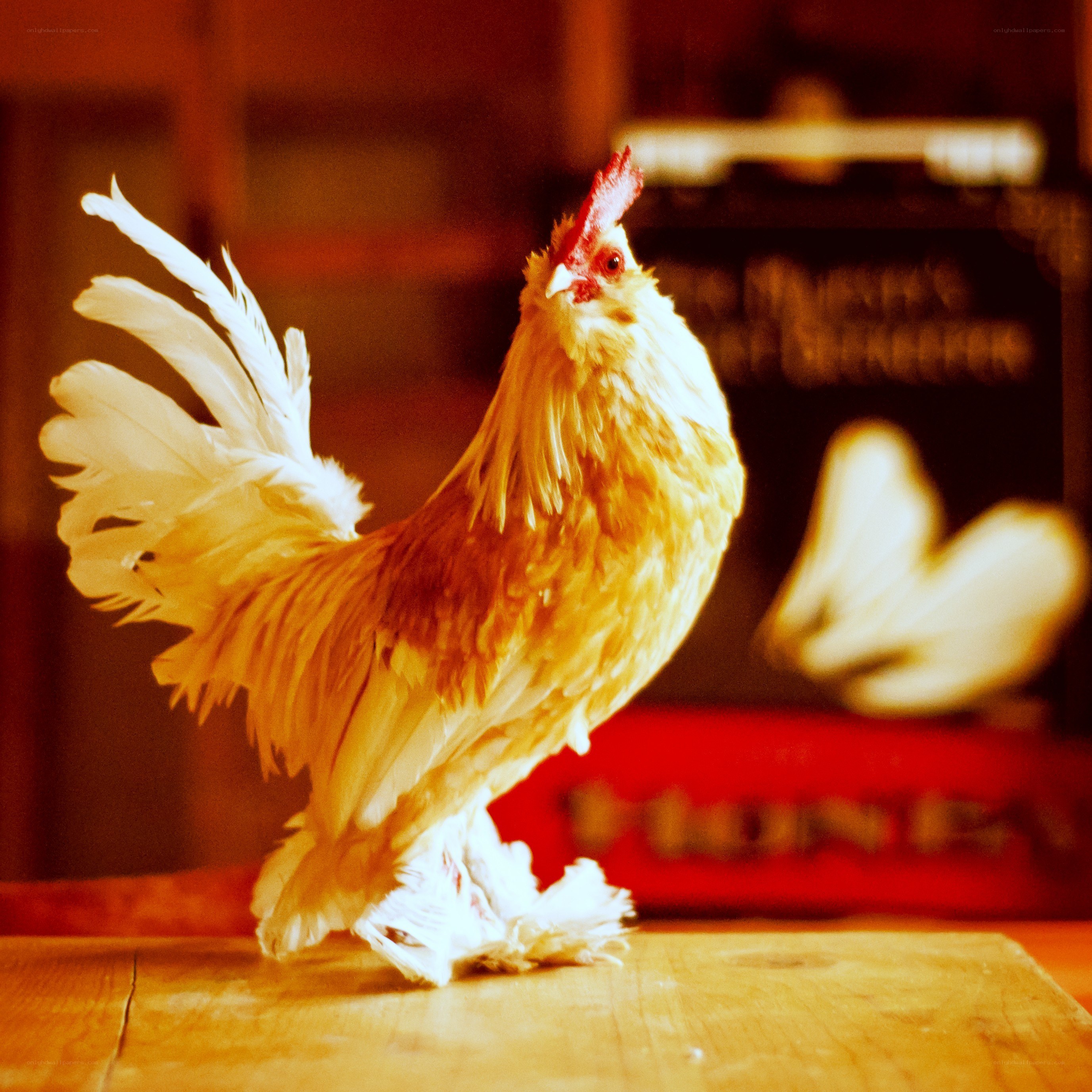 fluffy rooster on wooden surface