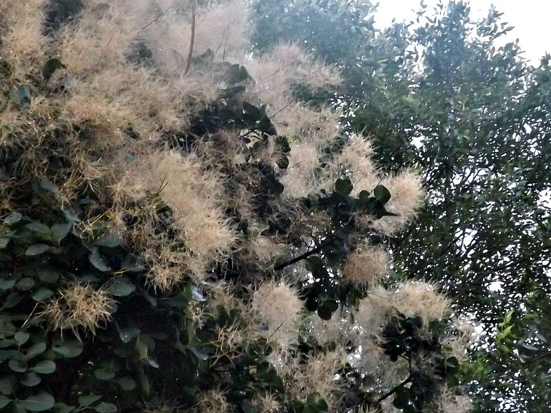 Fluffy Seed Clusters on Tree