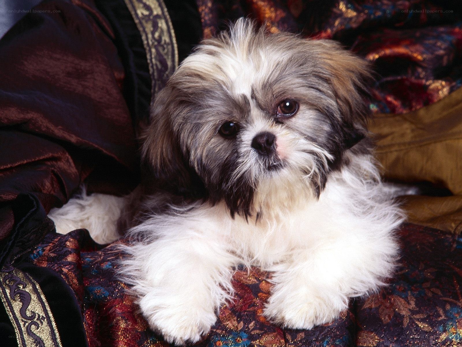 fluffy shih tzu puppy