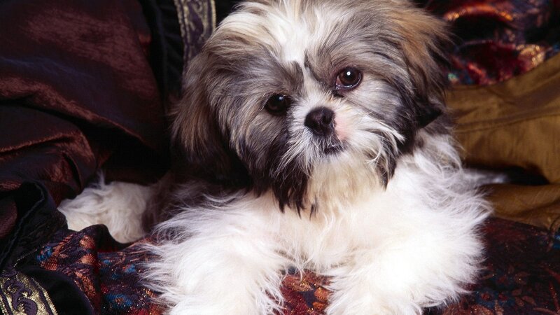 fluffy shih tzu puppy