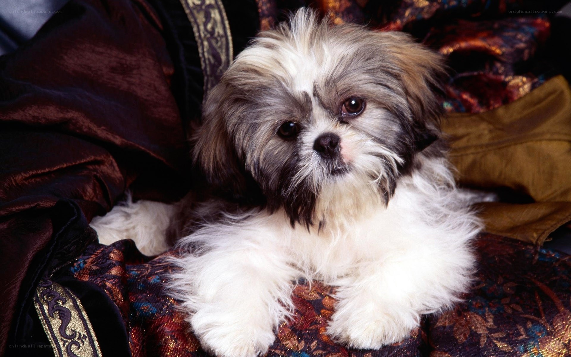 fluffy shih tzu puppy
