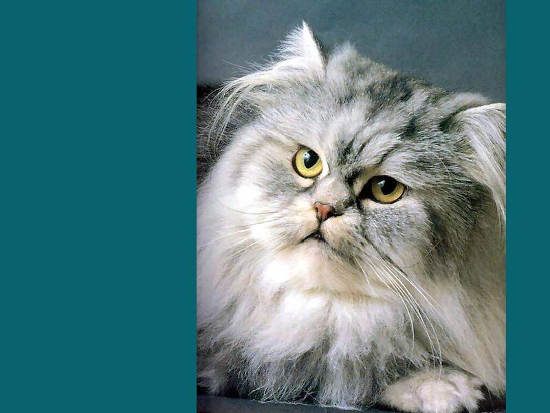 Fluffy Silver Cat
