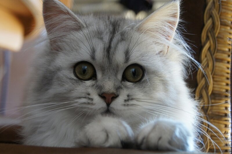 Fluffy Silver Cat — White, Calm, Photograph