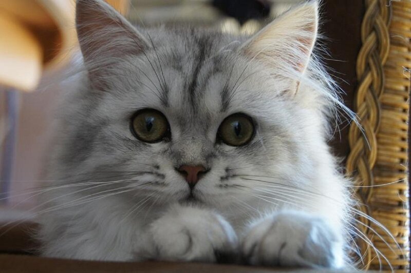 Fluffy Silver Cat — White, Calm, Photograph, Wicker Basket