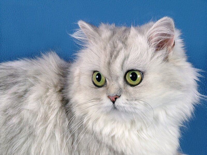 Fluffy Silver Cat — White, Calm