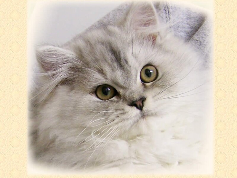Fluffy Silver Cat — White