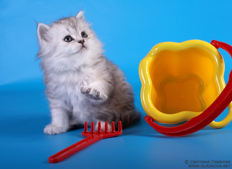 Fluffy Silver Kitten — Blue