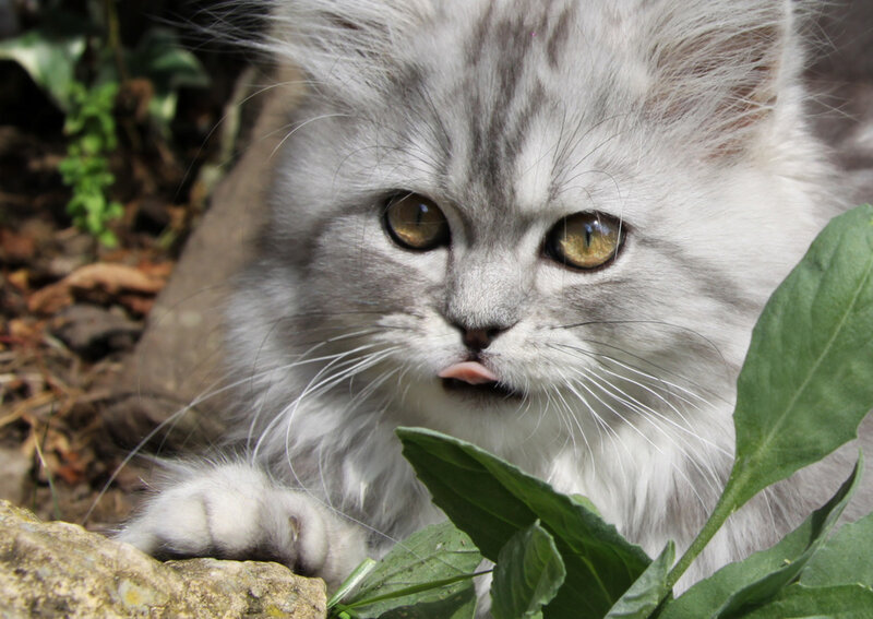 Fluffy Silver Kitten