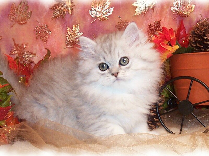 Fluffy Silver Kitten — White, Calm