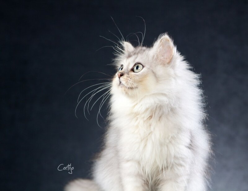 Fluffy Silver Kitten — White