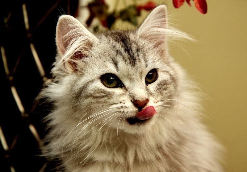 Fluffy Silver Tabby Cat — White