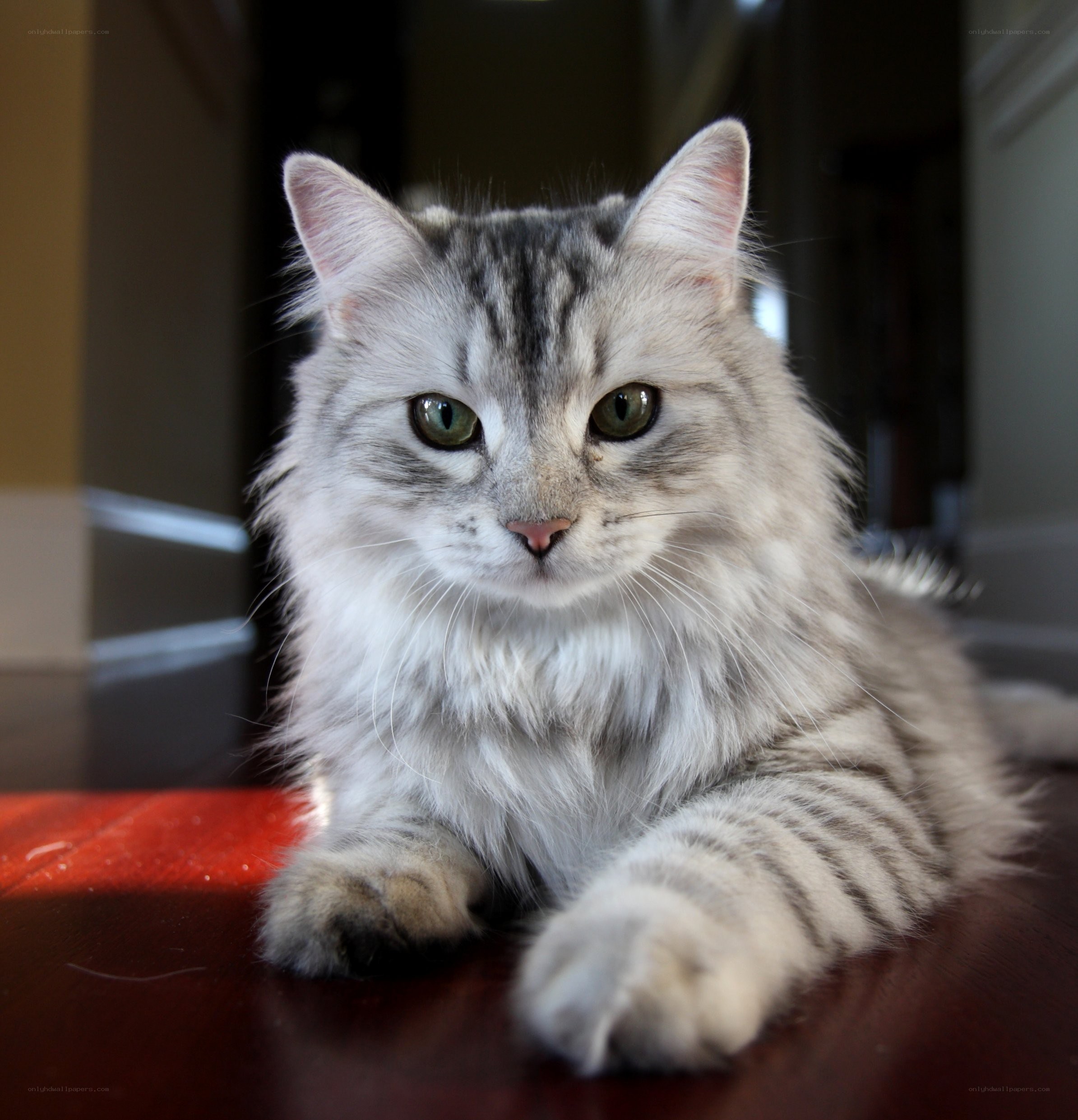 fluffy silver tabby cat